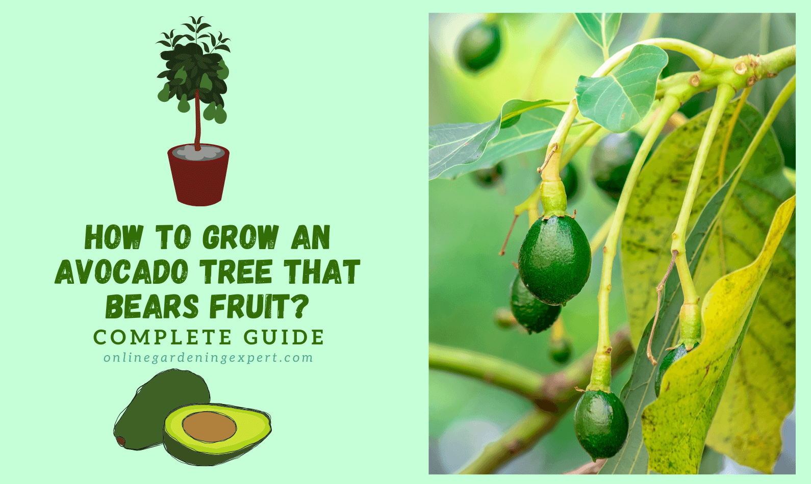 How to Grow an Avocado Tree that Bears Fruit