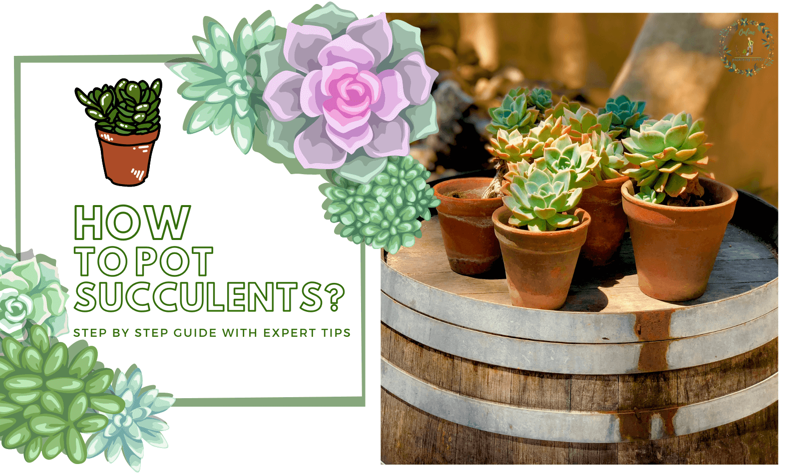 How to Pot Succulents