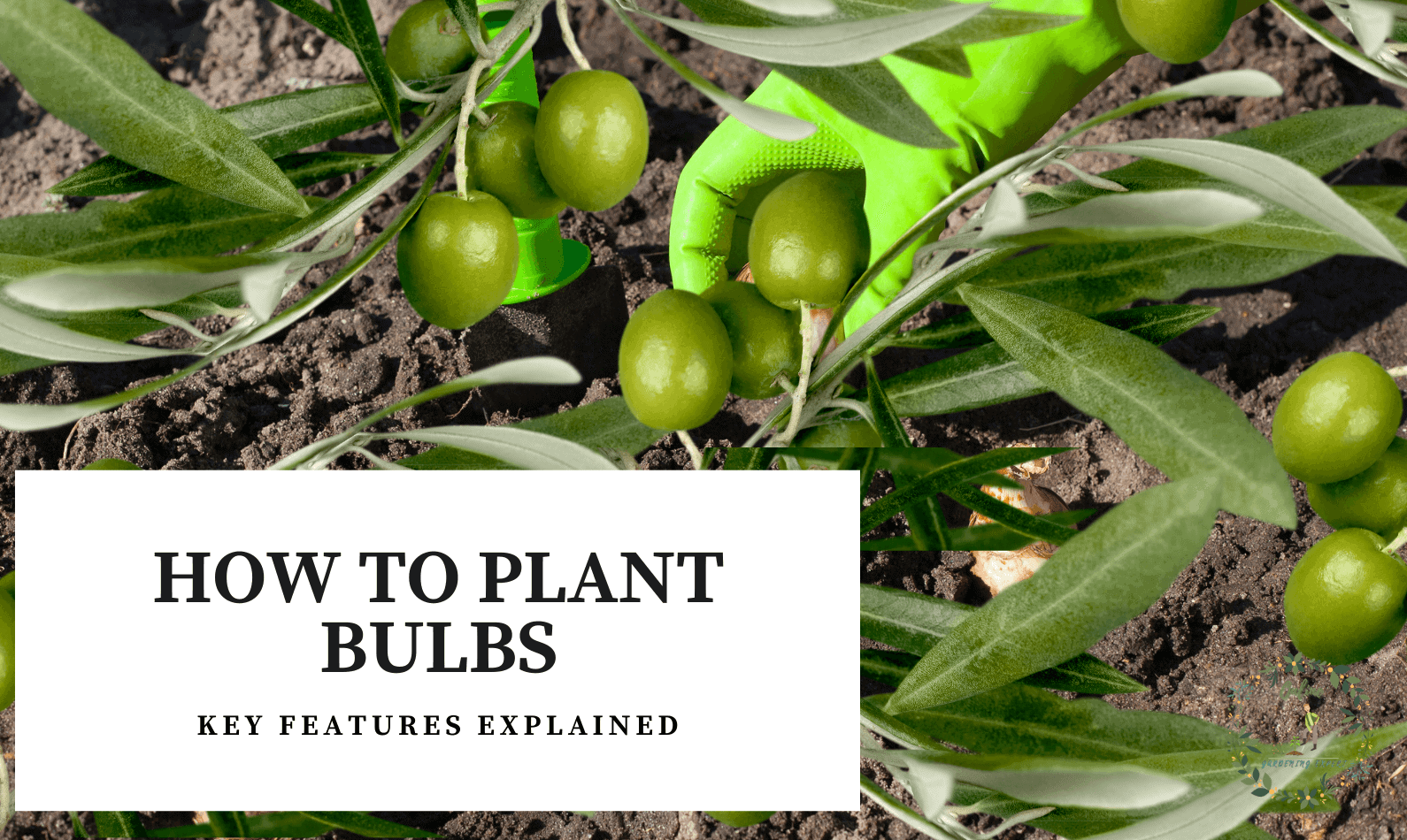 How to Plant Bulbs