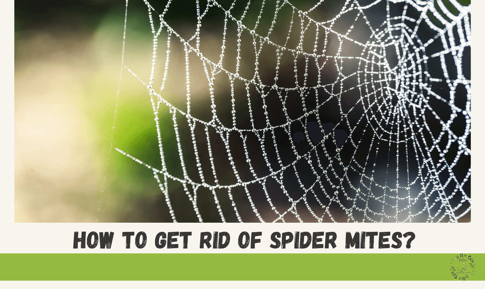 How to get rid of spider mites
