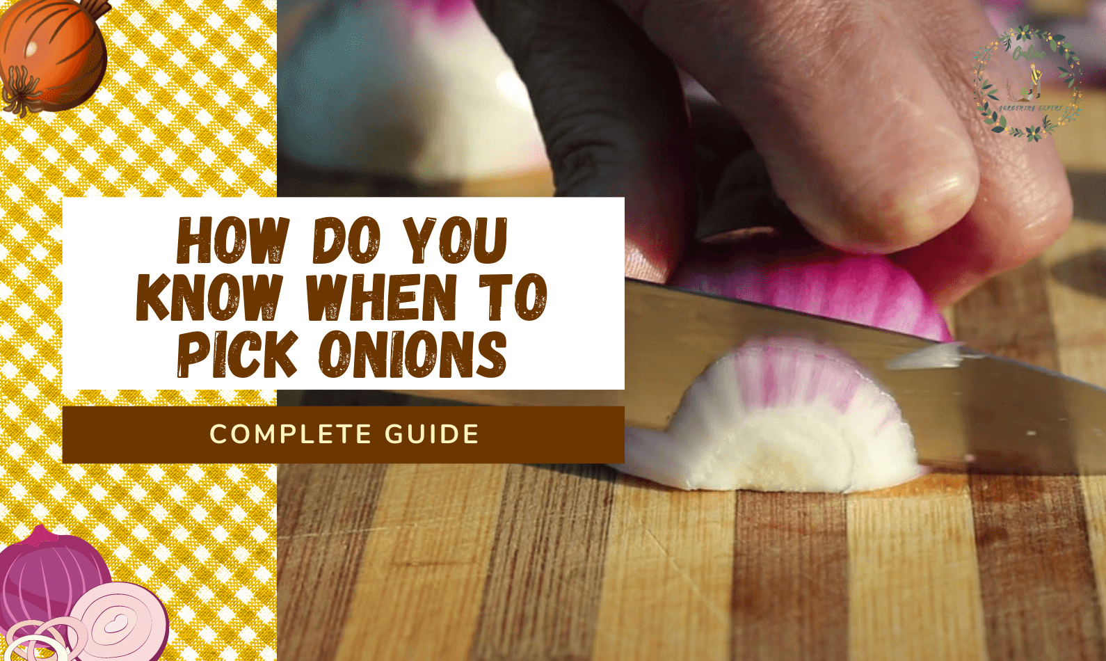 how do you know when to pick onions