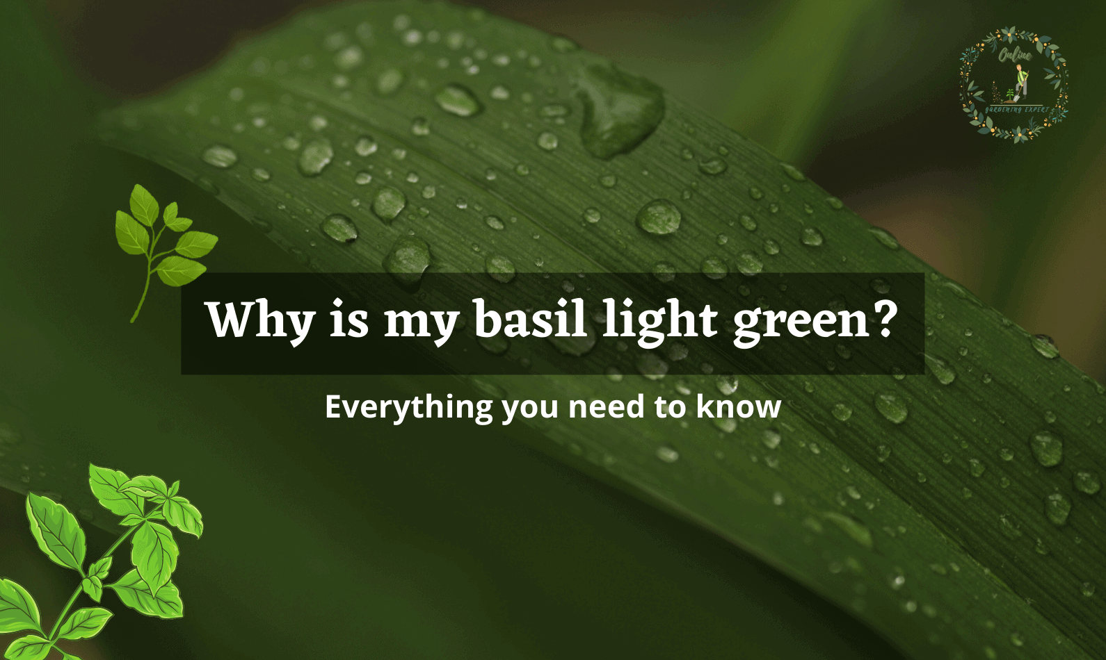 why is my basil light green