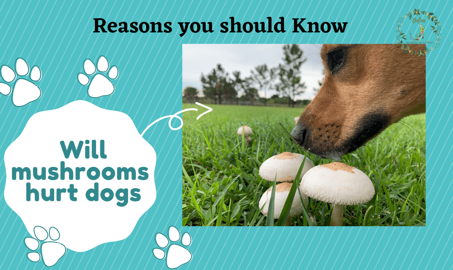 will mushrooms hurt dogs