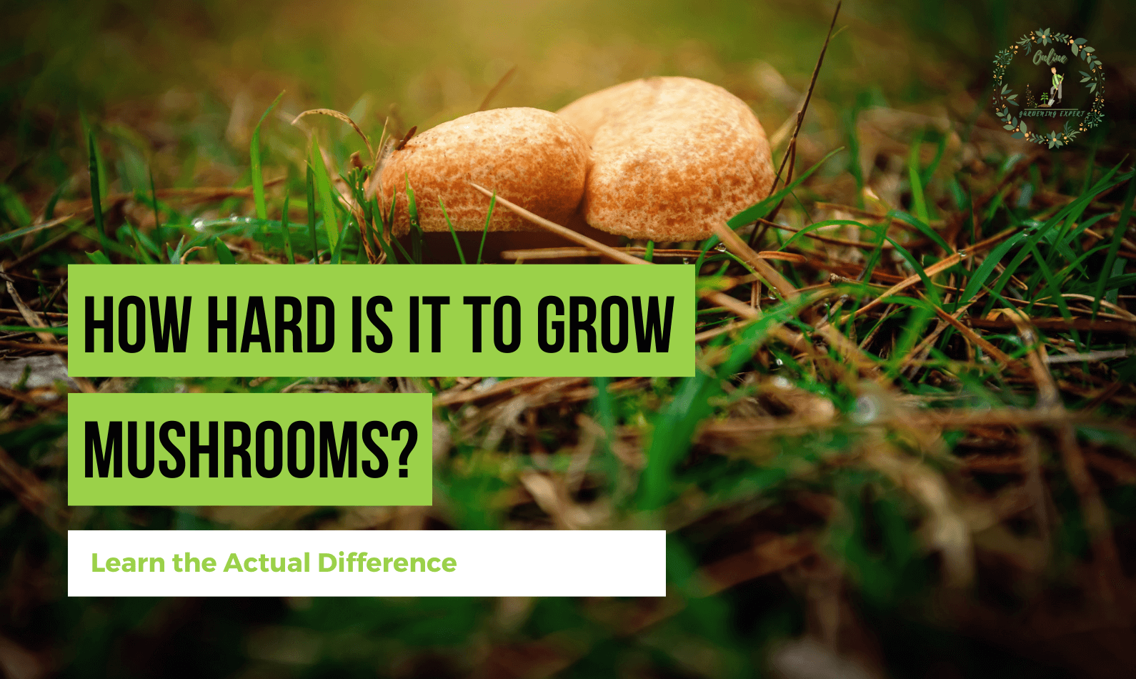 How Hard Is It to Grow Mushrooms