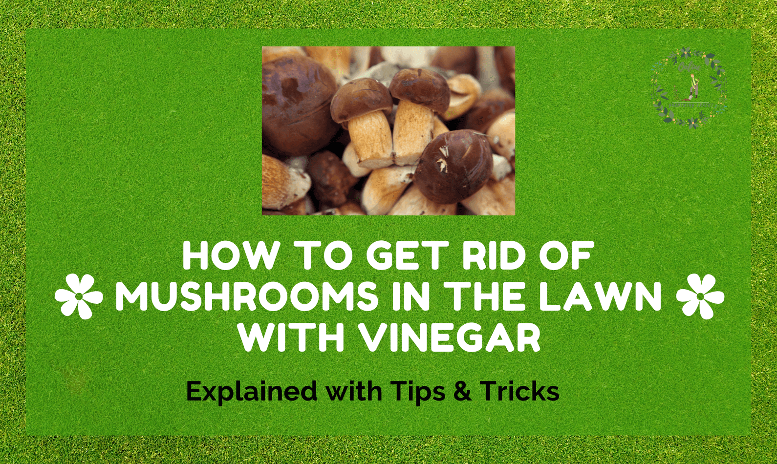 how to get rid of mushrooms in the lawn with vinegar
