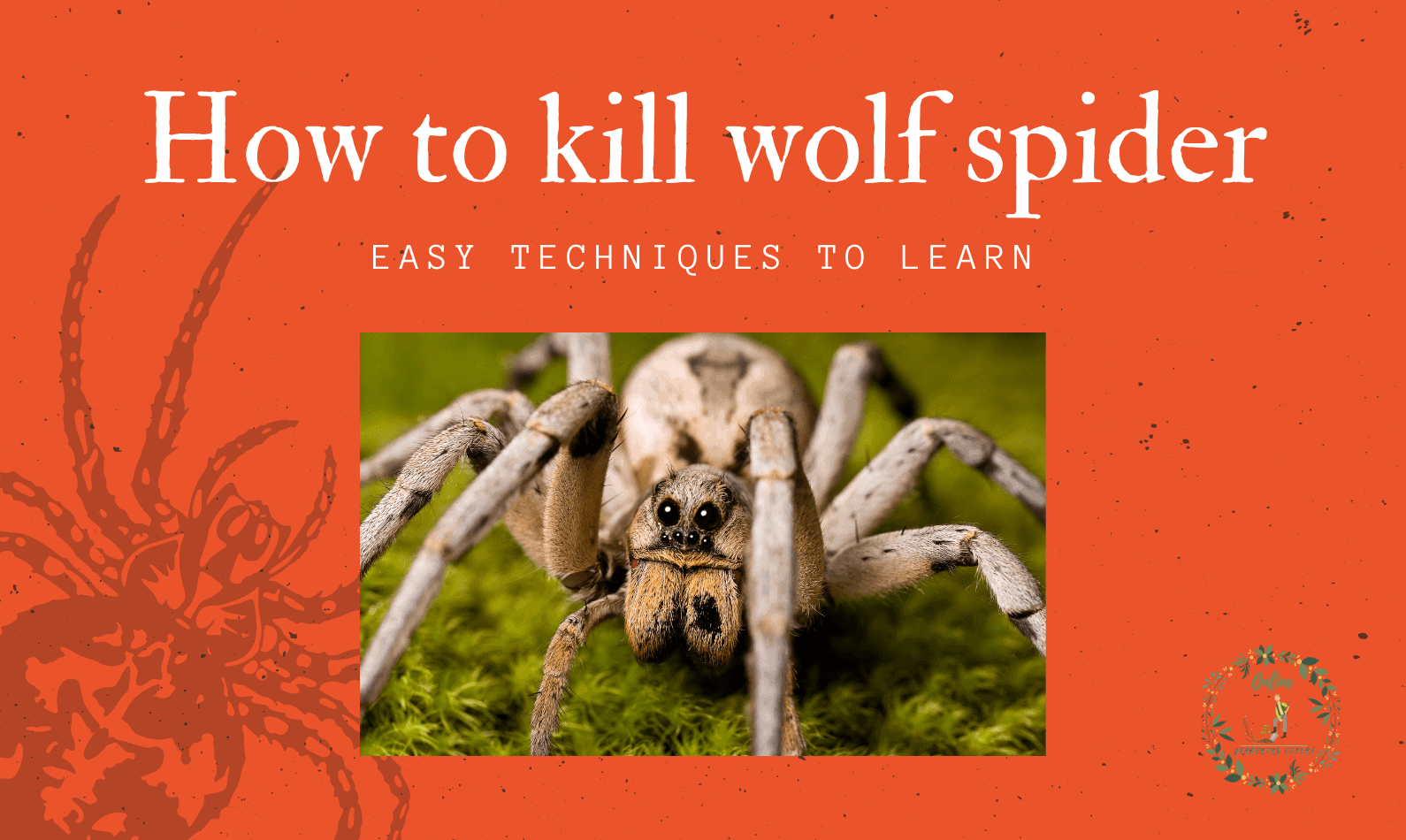 how to kill wolf spider