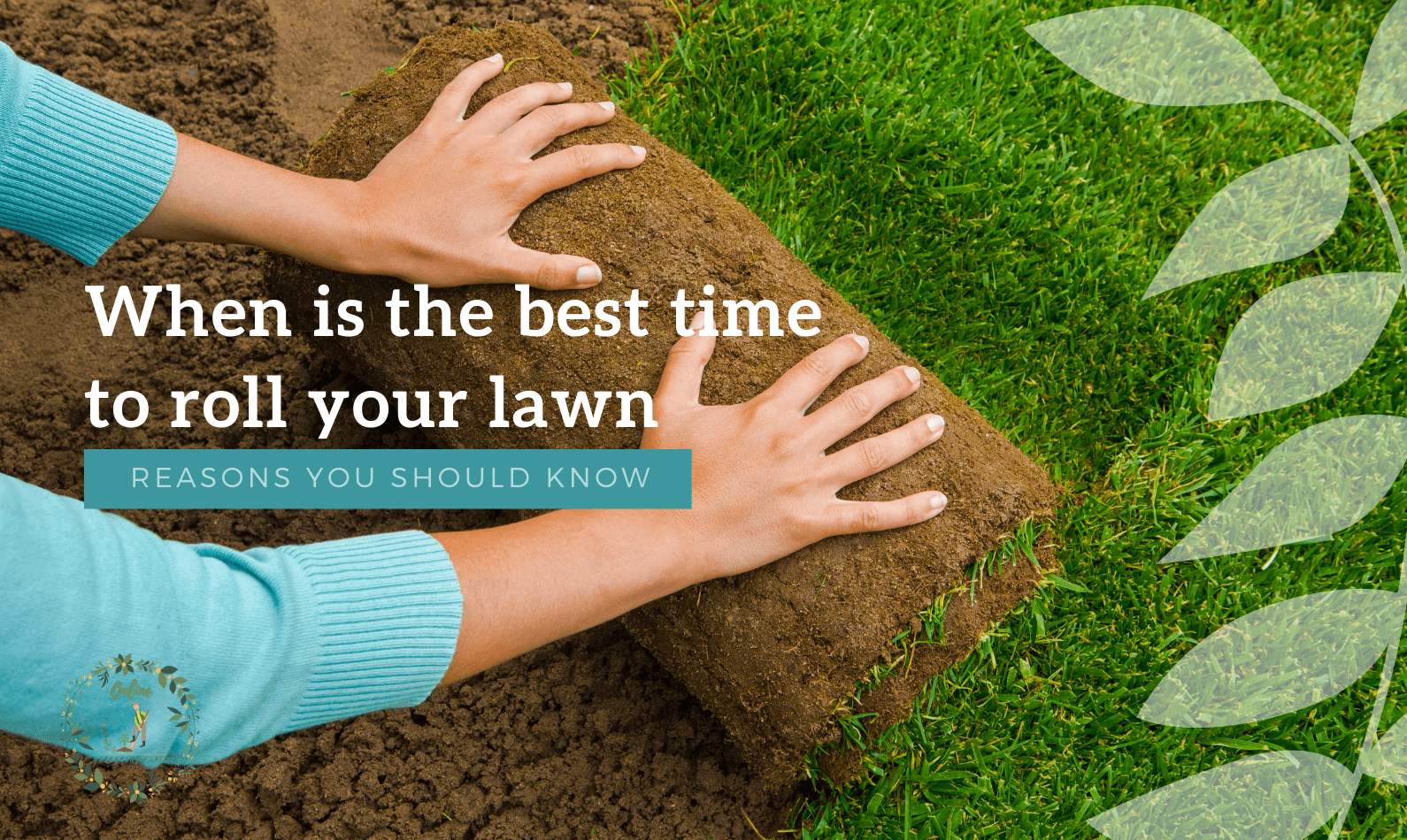 when is the best time to roll your lawn