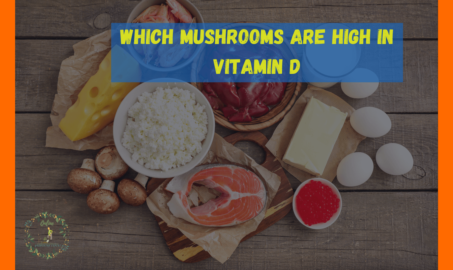which mushrooms are high in vitamin d