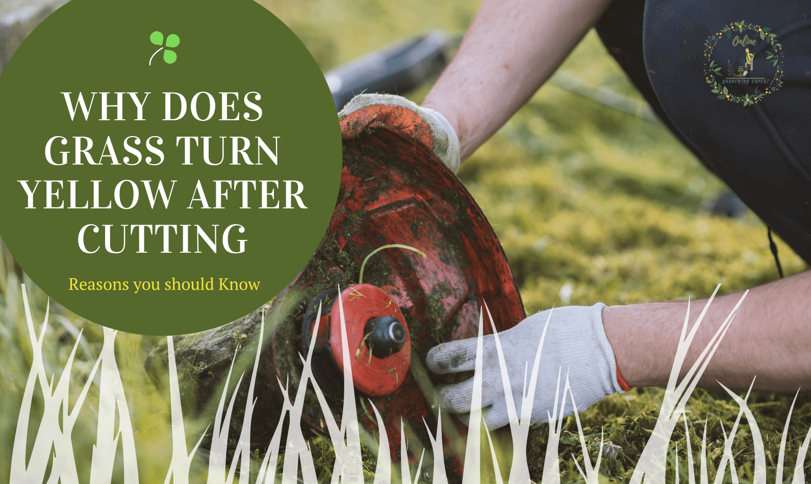 Why Does Grass Turn Yellow After Cutting? Reasons to Know