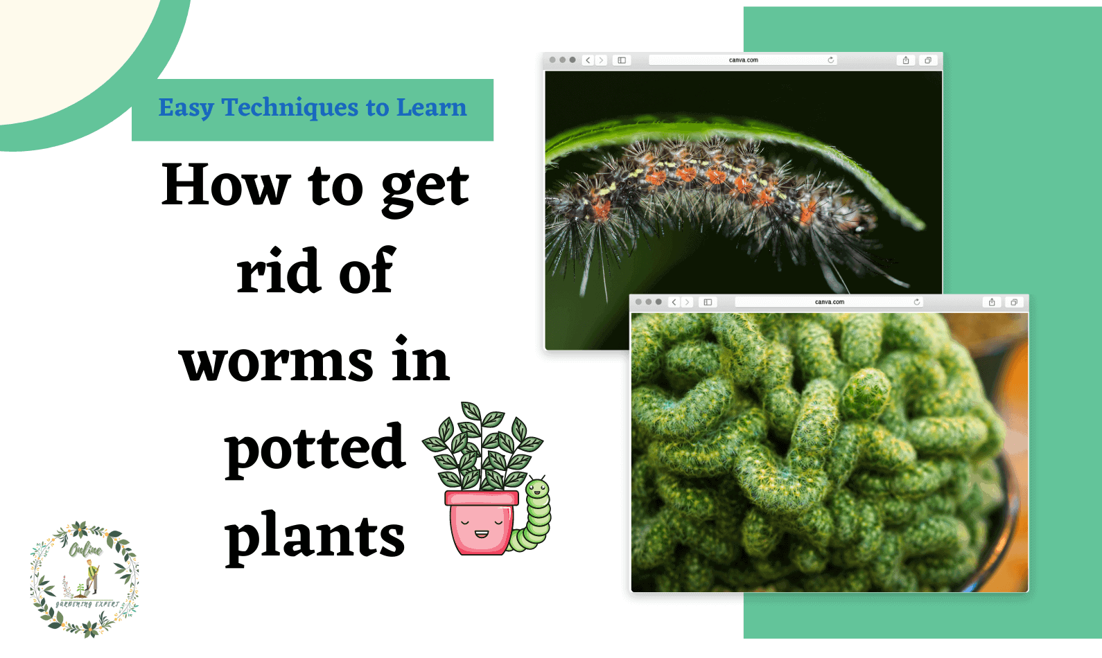 how to get rid of worms in potted plants