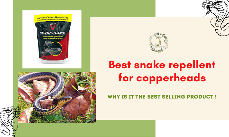 Best Snake Repellent for Copperheads