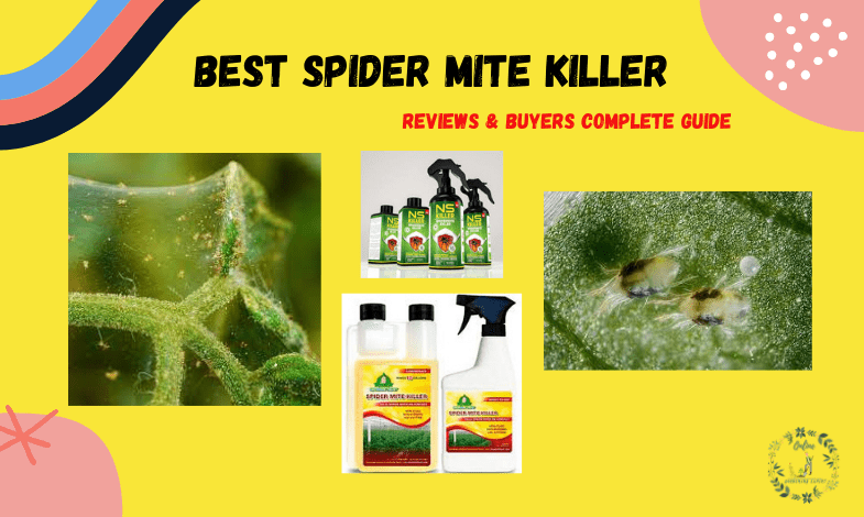 Best Spider Mite Killer