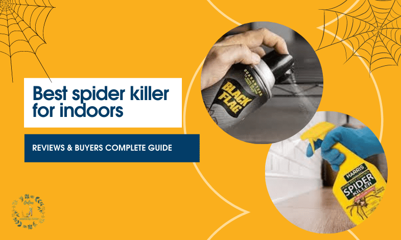 Best Spider Killer for Indoors