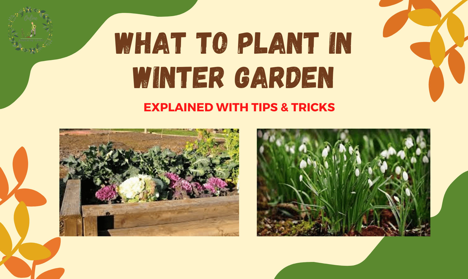 what to plant in winter garden