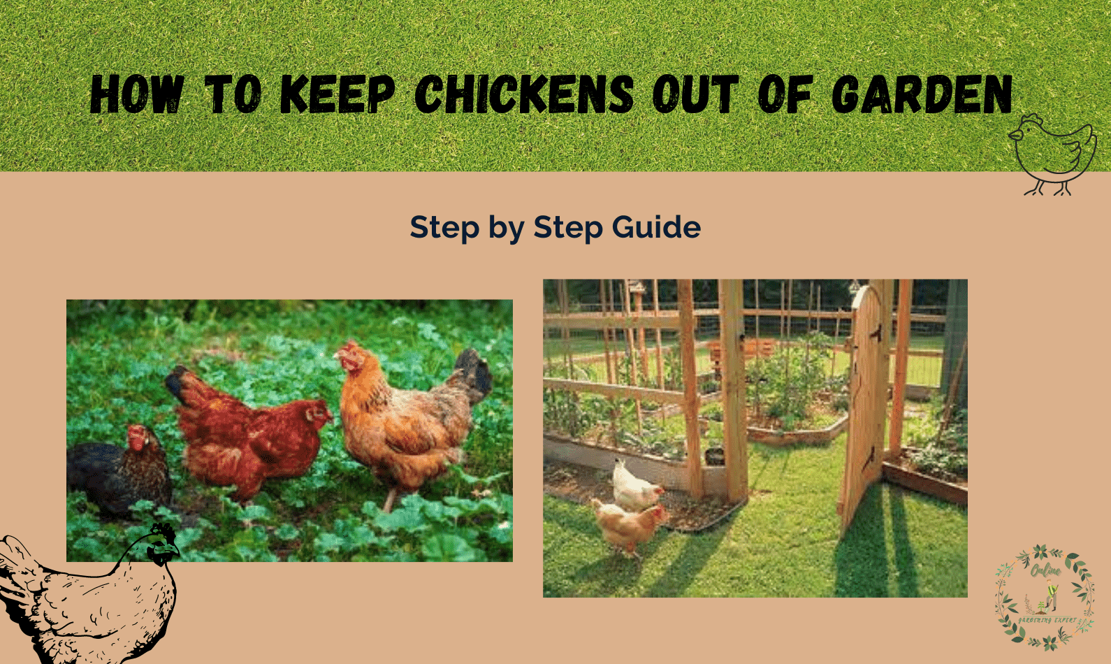How To Keep Chickens Out of Garden? Step by Step Guide