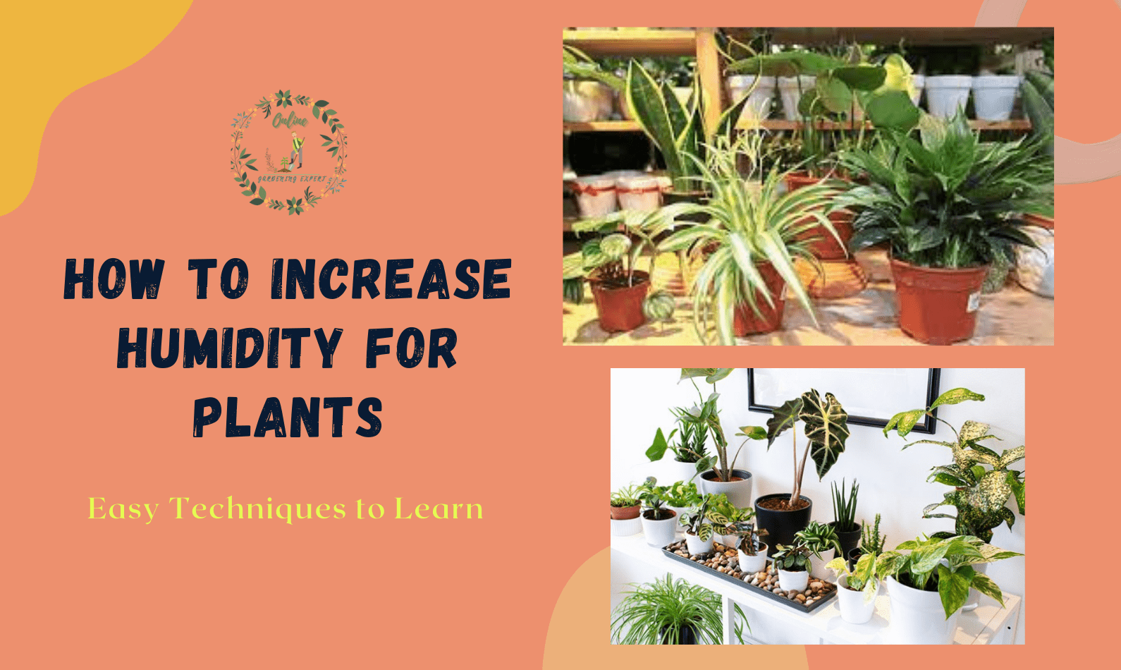 How to Increase Humidity for Plants