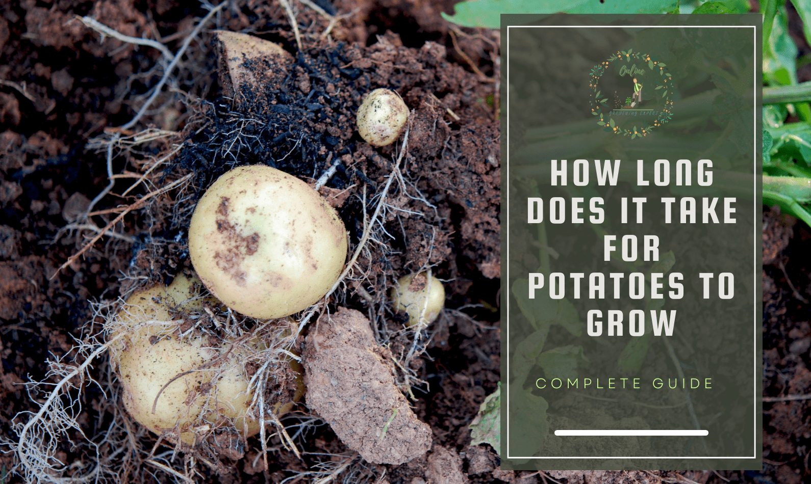 How long does it take for potatoes to grow