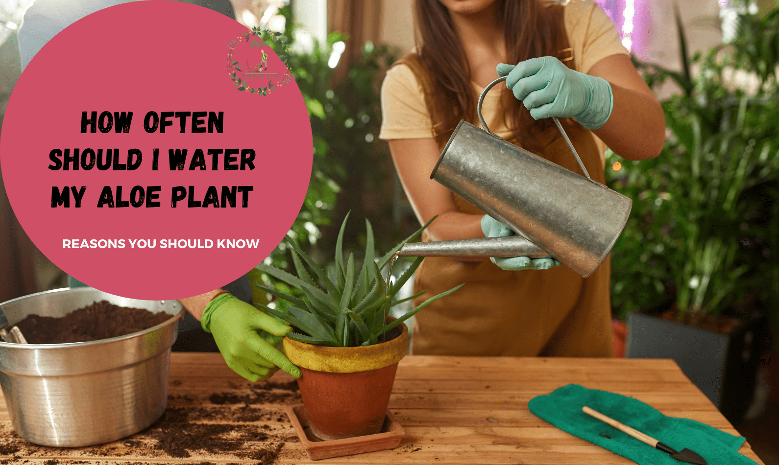 How Often Should I Water my Aloe Plant
