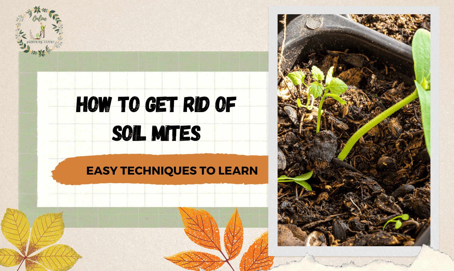 How to Get Rid of Soil Mites