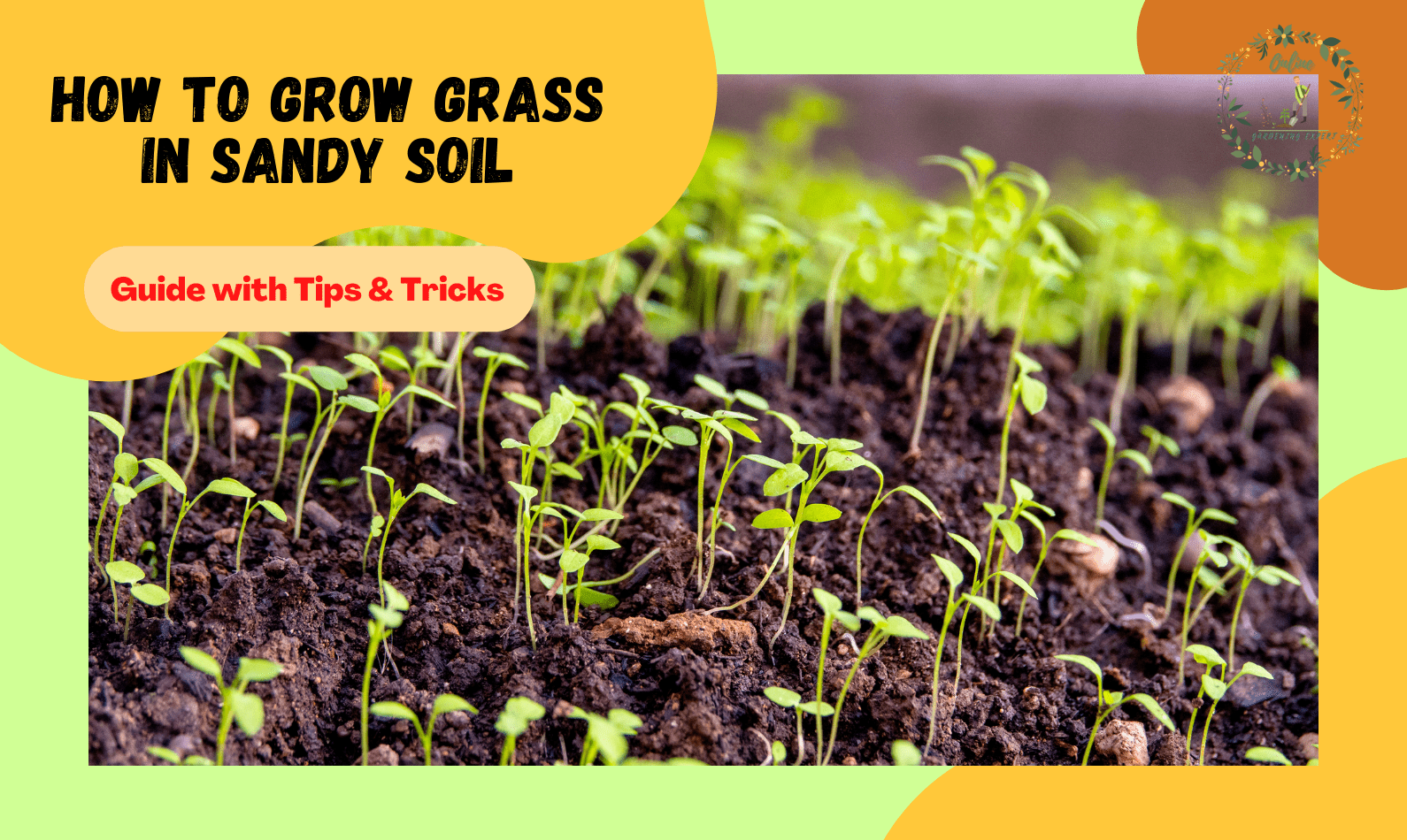 How to grow grass in sandy soil