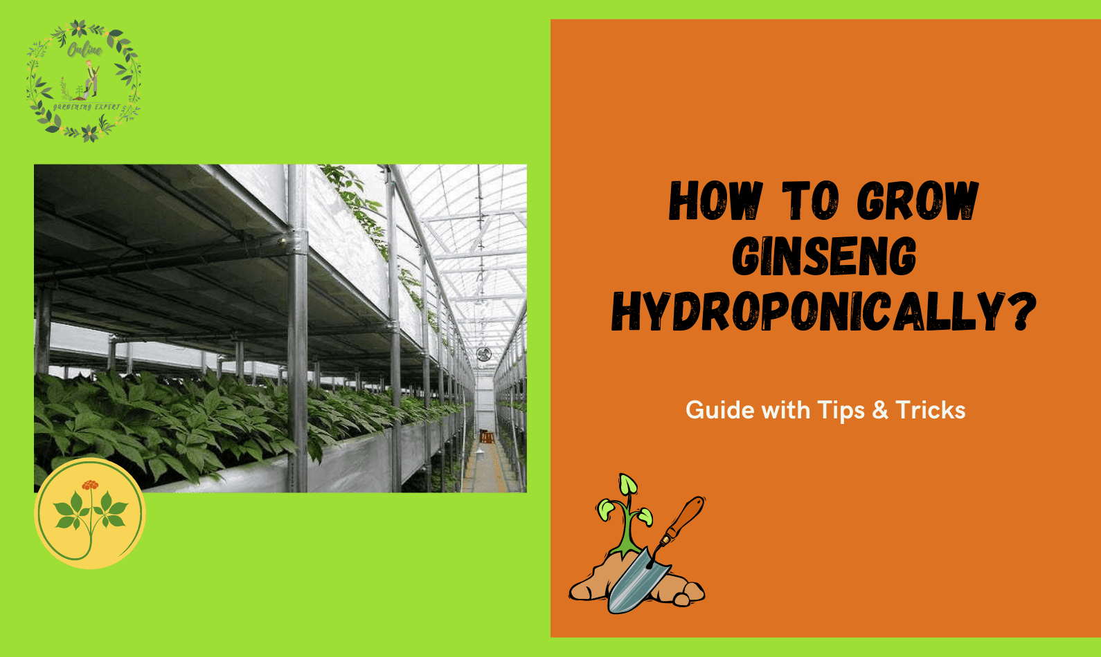 How To Grow Ginseng Hydroponically?