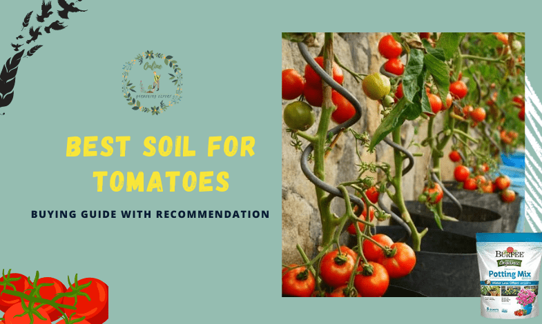 Best Soil for Tomatoes