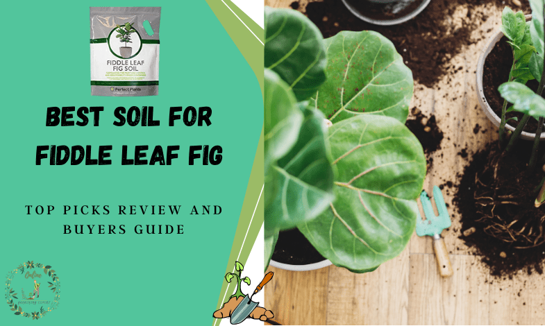 Best Soil for Fiddle Leaf Fig
