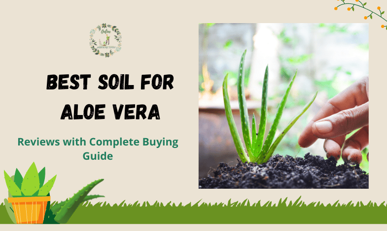 Best Soil For Aloe Vera