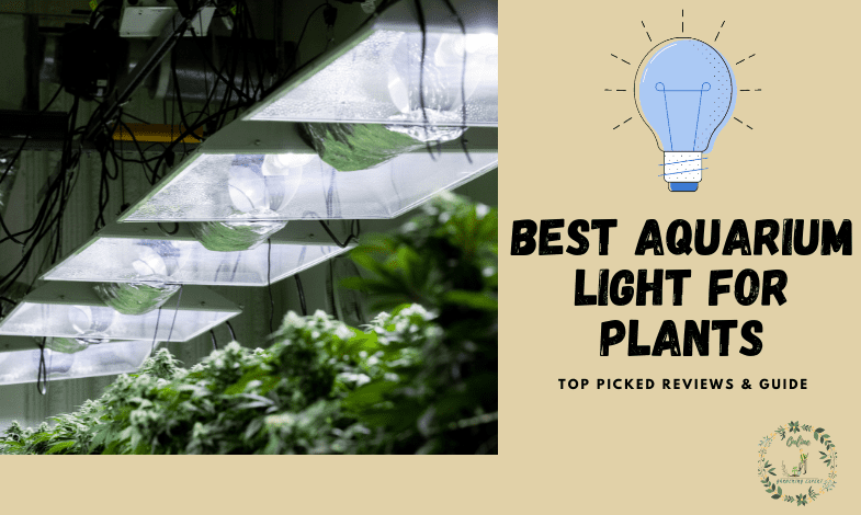 Best Aquarium Light For Plants