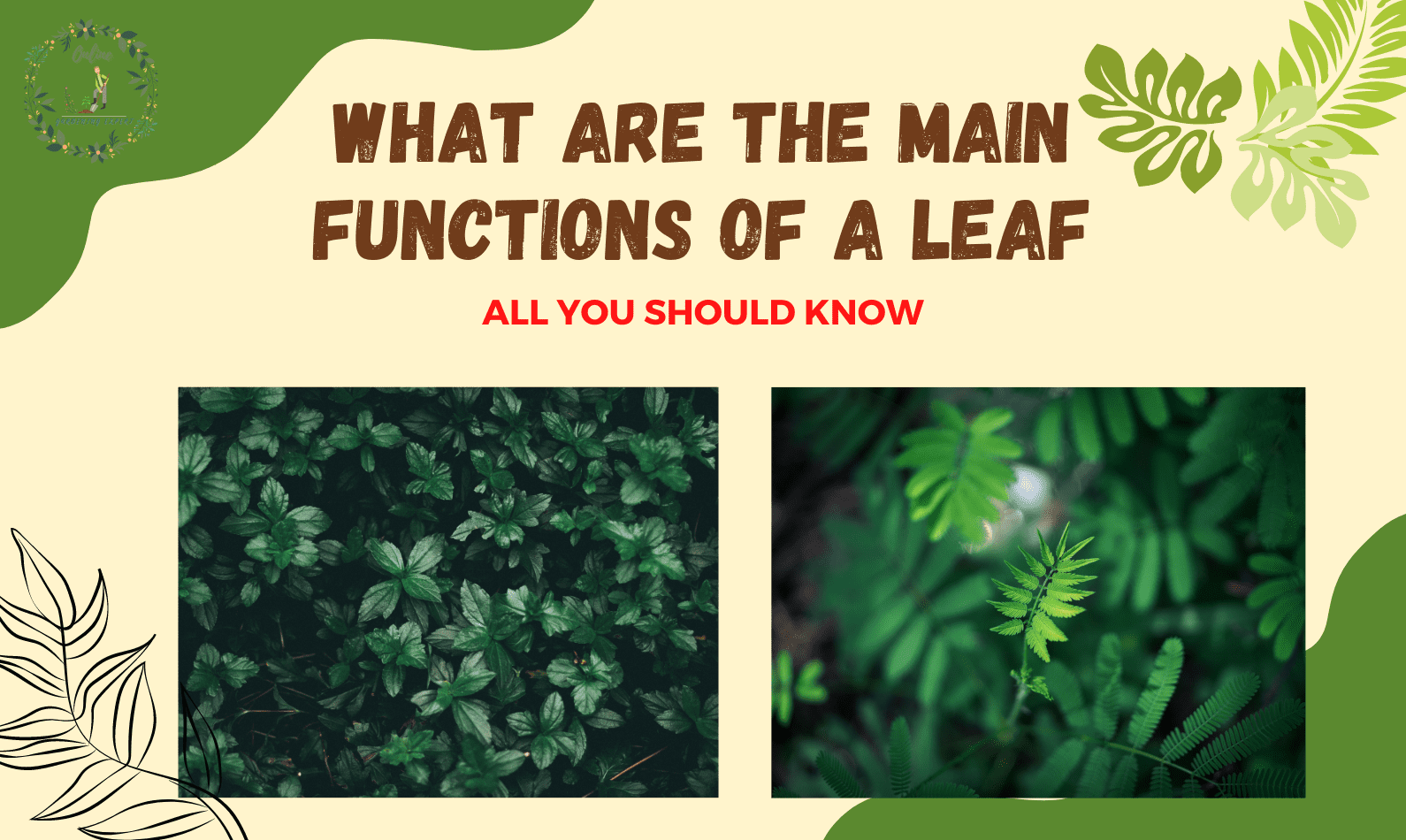 What Are The Main Functions Of A Leaf?