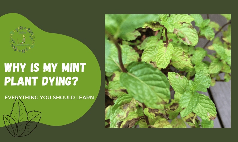 Why is My Mint Plant Dying?